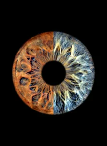 CANVAS - Fusion - Image 2