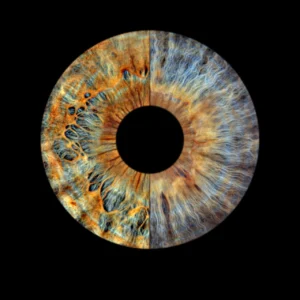 CANVAS - Fusion - Image 3